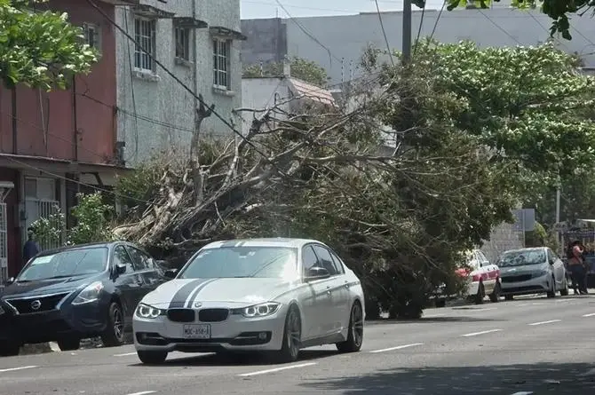 ¡Se soltó el demonio en Veracruz! Nortazo tira árboles, estructura, internet y luz; la radio sí se escucha  